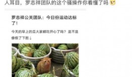 吃网红的瓜用什么网站,吃瓜群众必备的网站攻略