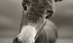 沈猛爆料老驴视频,老驴视频背后的惊人真相