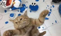 张猫猫爆料大橙子的视频,一场精彩绝伦的爆料盛宴