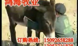 沈猛爆料老驴视频,老驴视频背后的惊人真相