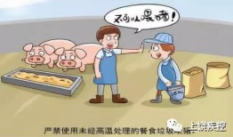 猪瘟最新爆料新闻,揭秘病毒传播途径与防控措施