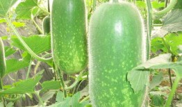 超帅网红吃瓜图片大全