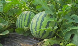 康乐网红吃瓜视频,揭秘娱乐圈幕后真相