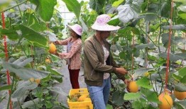 网红瓜这样吃,解锁美味新境界