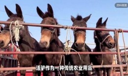 驴家大哥爆料了吗视频,幕后真相大曝光