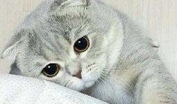 张猫猫爆料大橙子的视频,一场精彩绝伦的爆料盛宴