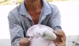 吃瓜大叔免费看瓜,吃瓜大叔带你领略瓜界风采