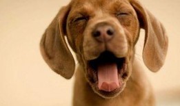 娱乐吃瓜酱狗饭盆,吃瓜酱狗饭盆背后的故事