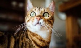 张猫猫爆料大橙子的视频,一场精彩绝伦的爆料盛宴