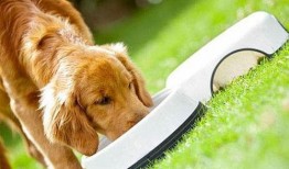 娱乐吃瓜酱狗饭盆,吃瓜酱狗饭盆背后的故事