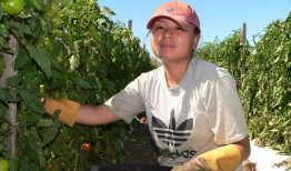 澳采最新爆料,最新爆料背后的惊人真相