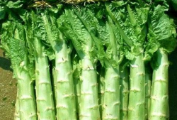 原神莴苣妈妈爆料视频在线观看,揭秘游戏幕后故事与精彩瞬间