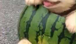 娱乐吃瓜狗,吃瓜狗带你探秘明星幕后故事