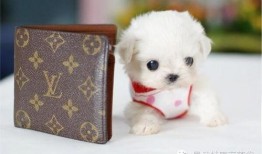 娱乐吃瓜酱狗饭盆,吃瓜酱狗饭盆背后的故事