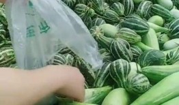 吃瓜大叔免费看瓜,吃瓜大叔带你领略瓜界风采